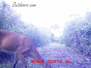Moultrie Game Watcher - Laser Aim