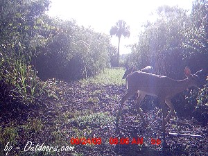 Moultrie Game Watcher 4.0 Megapixel